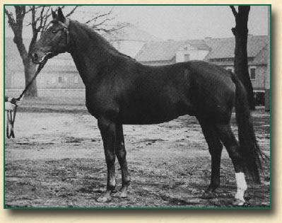 Page 8 of 8 Loewe xx was one of the most influential thoroughbred stallions standing at the Hanoverian state stud at Celle.