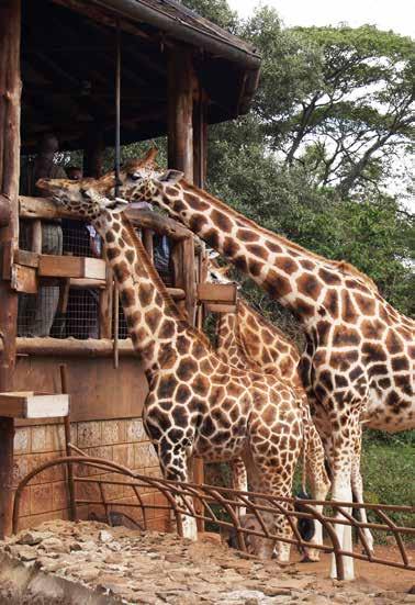 Giraffe Centre & Karen Blixen Museum Visit the Giraffe Center where you can feed and even kiss a Rothschild giraffe. Enjoy time to interact with them.