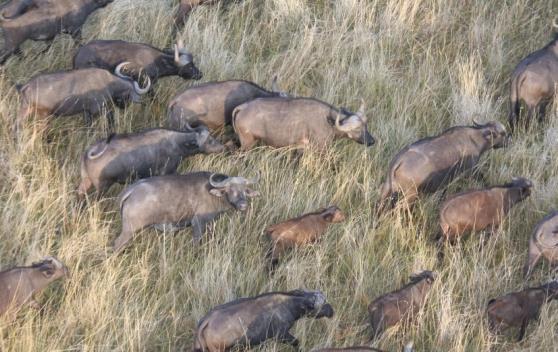 From July through October, the Mara hosts one of the greatest spectacles on the planet as millions of wildebeest, zebra, gazelle and topi head north from Tanzania into Kenya.