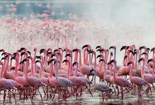 Among its wide variety of wildlife, Lake Nakuru is especially famous for its vast flocks of flamingoes.