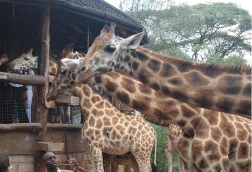 point. A resident expert will present a private briefing on the Centre s work to save the endangered Rothschild Giraffe.