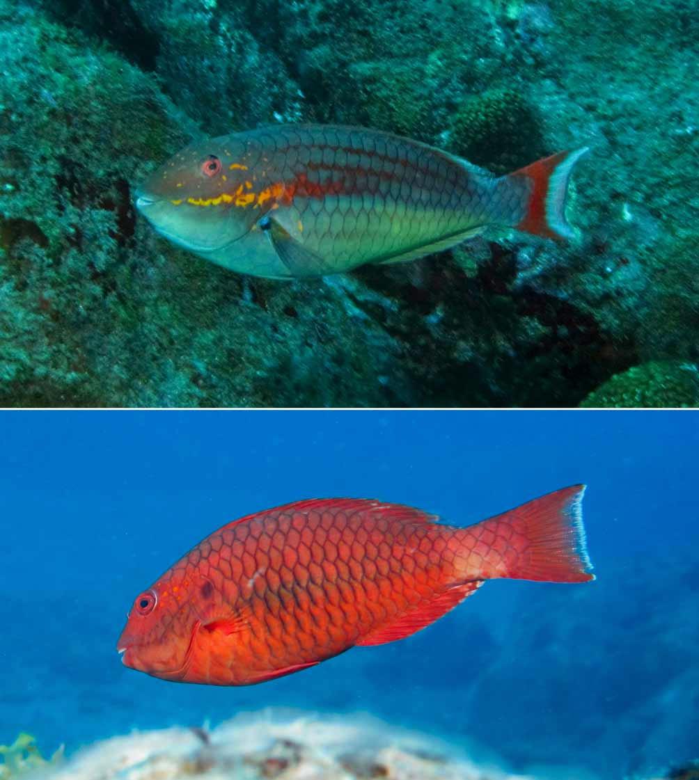 species (Robertson et al. 2006). GenBank access numbers are GU985520 for 16S rrna and GU985521 for 12S rrna. FIGURE 1. Sparisoma rocha sp. n., a TP individual (top) and an IP individual (bottom) in the reef habitat under natural light (Photographs by H.