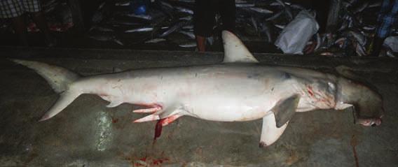 Marto rouz S.N. Sphyrna lewini E.N. Scalloped hammerhead shark Makonde bordaz S.N. Epinephelus polylepis E.