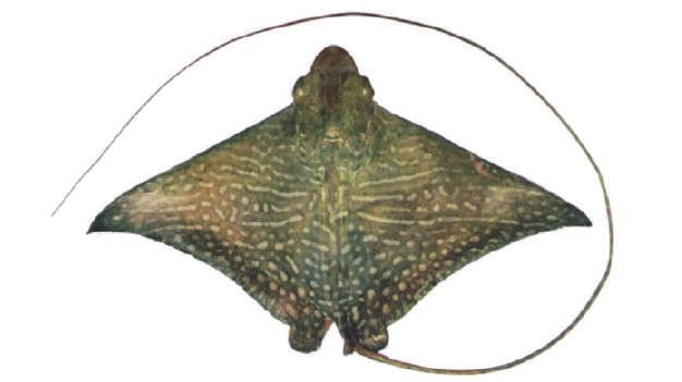 18 A large stingray with a circular disc, no thorns, a black and grey mottled upper surface.