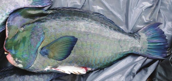 S.N. Bolbometopon muricatum Filanbaz E.N. Green humphead parrotfish 2 Uniformly dark green with dark blue edges to operculum and fins.