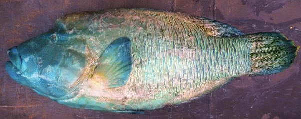 Humphead or Napoleon wrasse 30 A very large shark with robust forequarters and large broad, bluntly rounded snout.