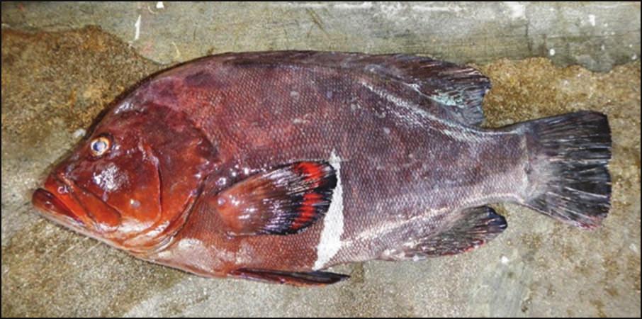 Vyey galfa S.N. Aetheloperca rogaa E.N. Redmouth grouper Babonn (Babonn Zonn/Sesil) S.