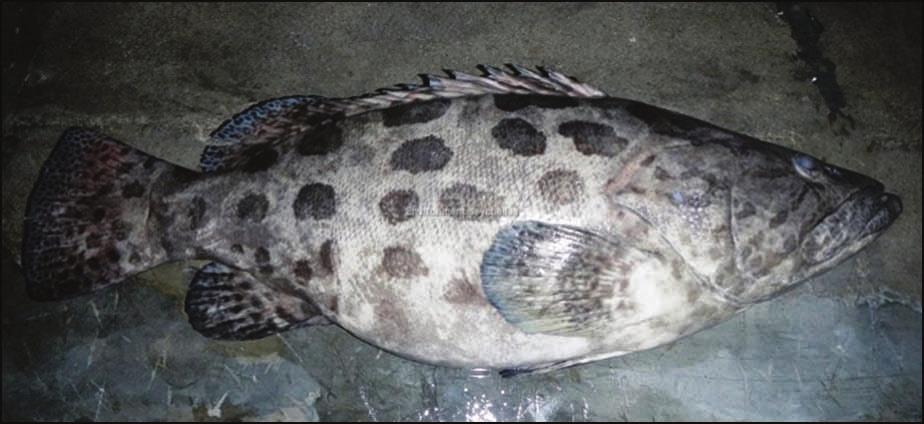 dark blotches on flanks and dark spots on fins.