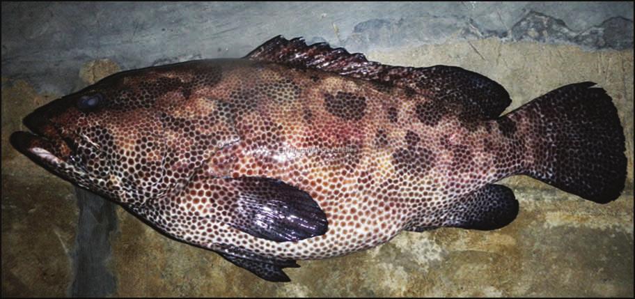 Vyey masata S.N. Epinephelus polyphekadion E.N. Camouflage grouper Kabo Roz S.