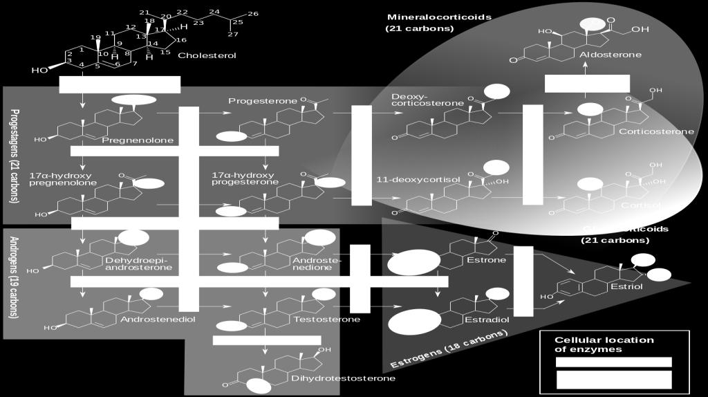 Pharmaceutical steroidogenesis inhibitors Steroidogenesis in Humans Häggström M, Richfield D (2014).