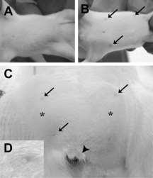 5αR inhibition in vertebrate test species Finasteride (FIN) utero exposure - male rat Decreases in AGD Increased