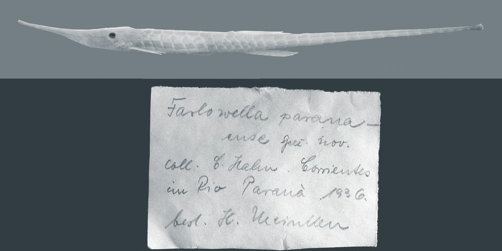 AZPELICUETA M. AND KOERBER S. Figure 1 - Farlowella paranaense Meinken, 1937. Holotype, ZMB 33788, 132.93 mm, with the original label. Figure 2 - Farlowella paranaense Meinken, 1937.