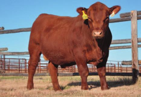 6106 BFCK CHEROKEE CNYN 4912 RRS COPPER QUEEN 7003 B Wt: 72# Hd Circ: 43 Dam s Wt: 1120 BCS: 55 AOD: 2 120 51 8-49 53 80 28 11 57 Heifer bull A clean-patterned Drover son At or above the 20th