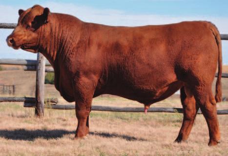 first Foundation son to be offered and no better individual to start with B130's well-balanced, moderate frame is the stamp he will put on your calves Foundation X Sakic X Pioneer for a complete