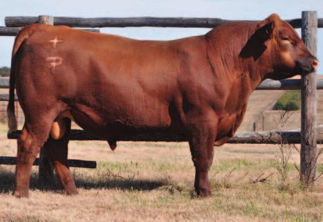 DELIGHT 332 B Wt: 67# AOD: 3 95 48 3-25 56 84 24 111 66 Massive B80 s phenotype is very impressive in person Massive is a heavy-muscled bull that is moderate in frame while being sound footed Expect