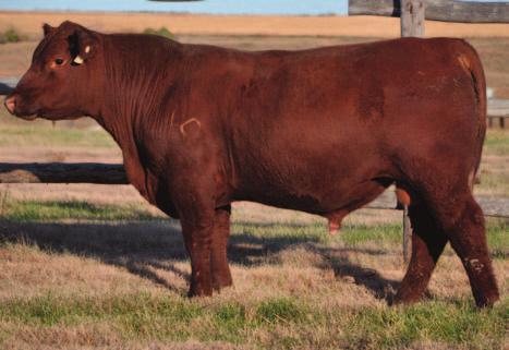 812 B Wt: 77# AOD: 8 95 50-1 -08 65 104 19 10 5 Black Jack B103 offers a great EPD spread from birth to yearling weight while excelling in his carcass traits His dam goes back to a very productive
