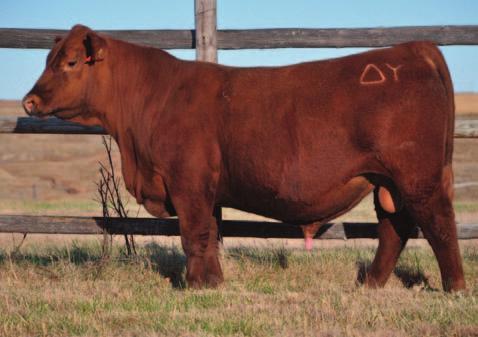 ), Milk, HPG, CEM, Marb and YG You'll buy into a lot of convenience and added value with this bull Pictured on page 33 CRS DIAMND CONTOUR 4024 98 Born: 4/17/2014 Reg #: 1723088 LCC CHEROKEE CNYN