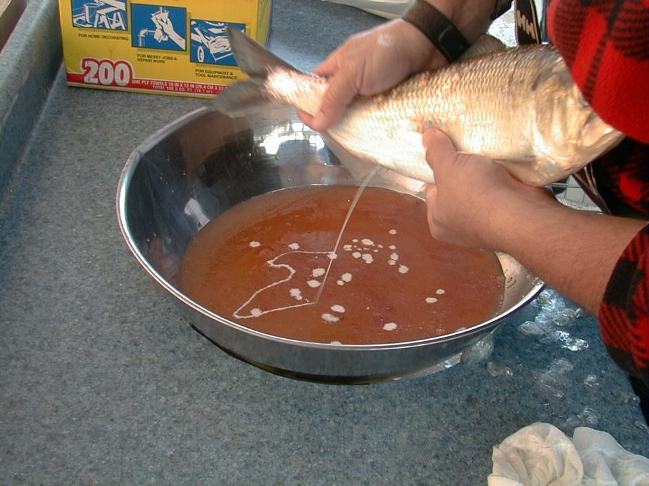 incubate and develop into ﬁsh fry.