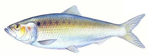 Hickory Shad (Alosa mediocris) Appearance: silver-sided with grayish-green back and a prominent dark spot, followed by a row of lighter spots; body long but compressed, asymmetrical top to bottom and