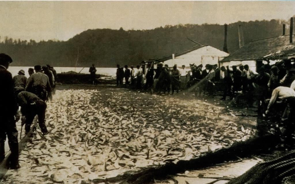 American Shad Shad once supported the largest fishery on the