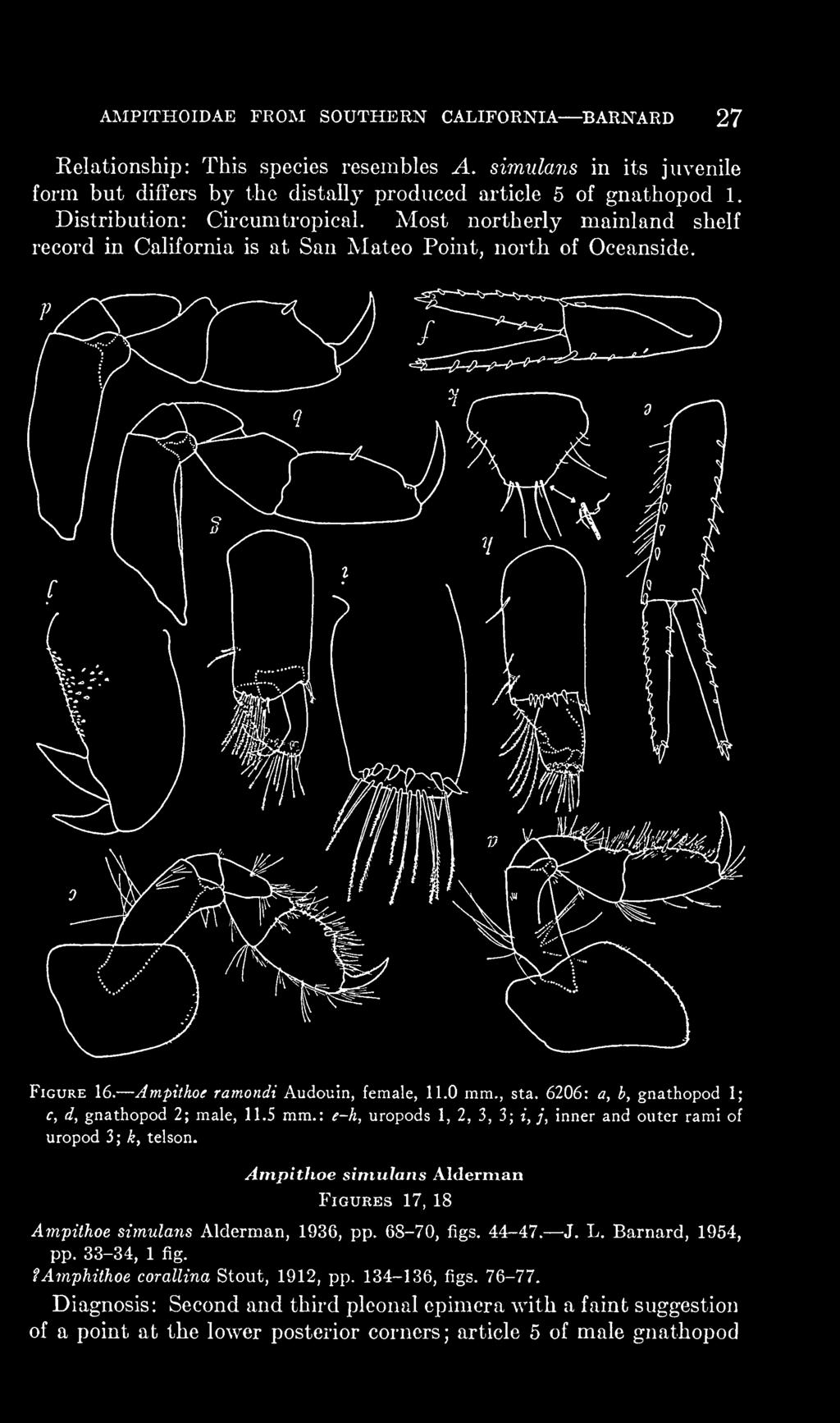 6206: a, b, gnathopod 1; c, d, gnathopod 2; male, 11.5 mm.: e-h, uropods 1, 2, 3, 3; z, ;, inner and outer rami of uropod 3; k, telson.