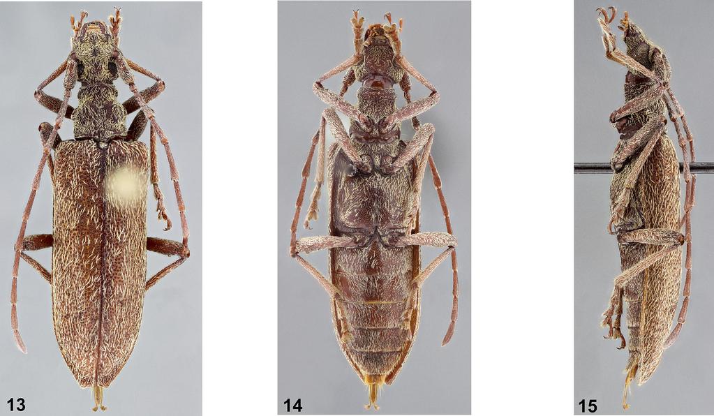 10 Insecta Mundi 0683, December 2018 Wappes and Santos-Silva Figures 13 15. Caraphia warneri, holotype female. 13) Dorsal habitus. 14) Ventral habitus. 15) Lateral habitus.