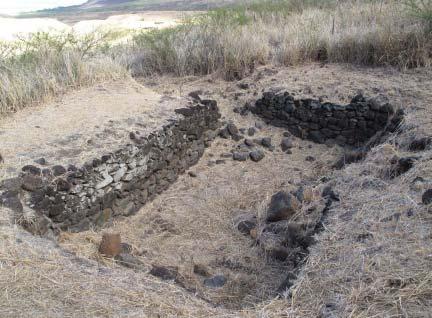 Program (OANRP) staff monitoring the Ōhikilolo fenceline in Mākua Military Reservation found Pennisetum setaceum, or fountain grass.