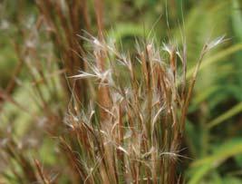 potential of alien plants (weeds that score 7+ are considered high risk) Fast-growing bunch grass Prefers dry areas, but can grow from sea-level to mountain-summit Produces many winddispersed seeds