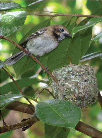 The first bird to sing in the morning and the last to stop singing at night, the O ahu elepaio has an appetite for insects and displays a brown, black and white plumage with a long tail.