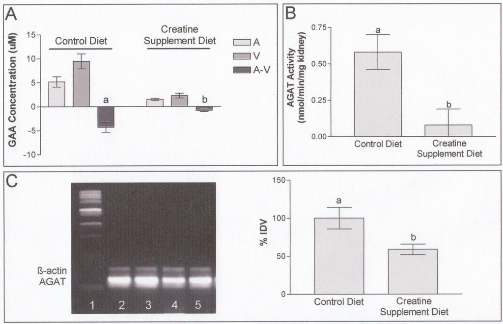 Figure 2.1: Effect of Creatine Feeding on Renal Guanidinoacetate (GAA) Production and L-Arginine:Glycine Amidinotransferase (AGAT) Activity and mrna Expression in Rats.