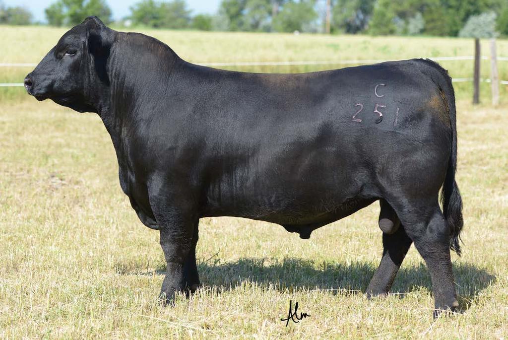BALRIGE COLONEL C251 IRE OF LOT 1. Frozen Embryos BALRIGE BRONC MATERNAL BROTHER TO LOT 1 IRE.