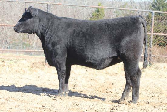 76 +148.08 20% 10% 20% 15% 25% 10% 10% 2% 5% HT Angus, Ava, MO 12 EPs or $values in top 20% of the breed. tunning phenotype and muscle with a progressive EPs. am is a featured donor for HT.