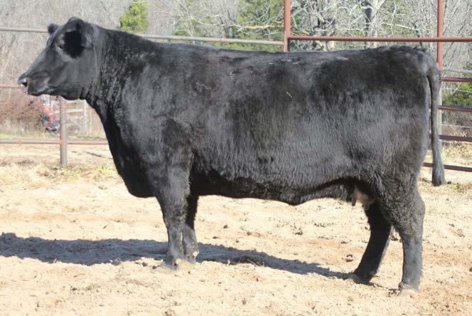 he ranks in top 20% of the breed for 13 different EP or $values. Journey one of the heavily used sires in the breed for elite EP profile and calving ease.
