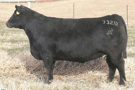 23 Mile High Angus, enver, CO The Miss Wix cow family continues its rein of customer success.
