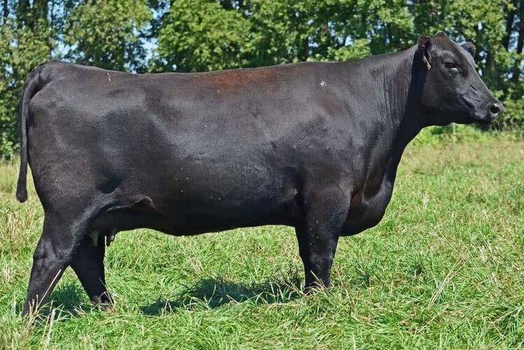 G G PRIE 273 AM OF LOT 10/10A.