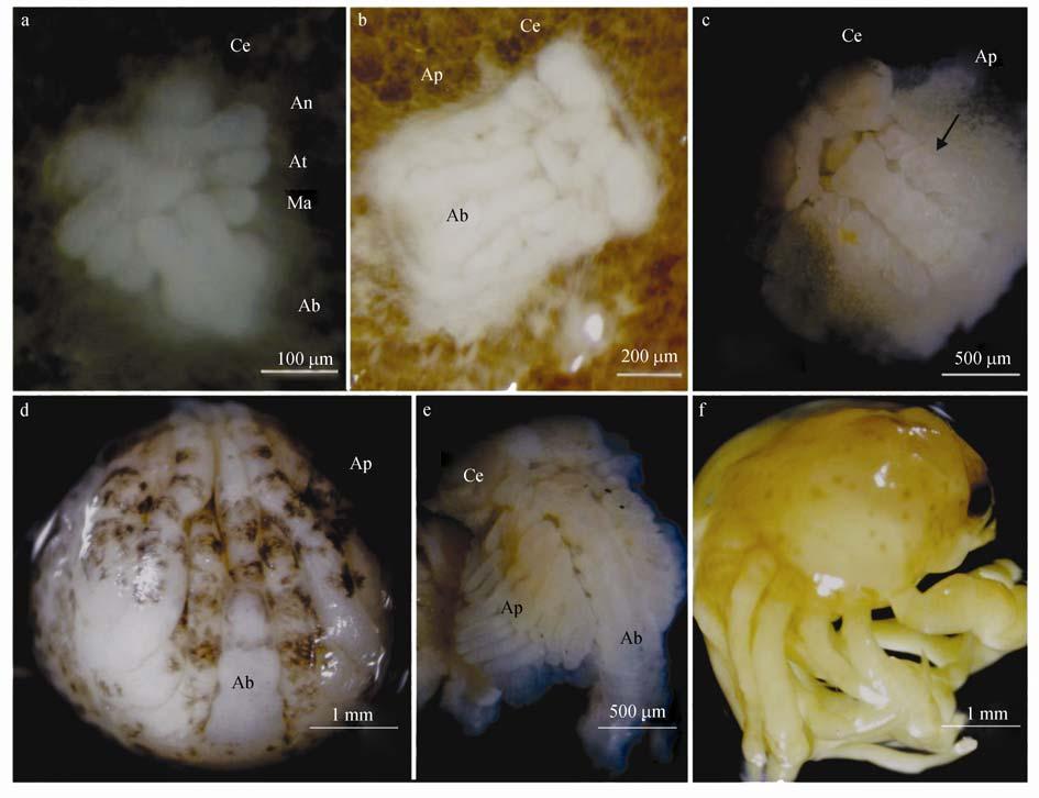 No.4 WU et al.: An extra embryonic phase in true freshwater crab S. yangtsekiense 727 Fig.1 The embryonic larval forms of the Chinese freshwater crab Sinopotamon yangtsekiense a. Egg-nauplius; b.