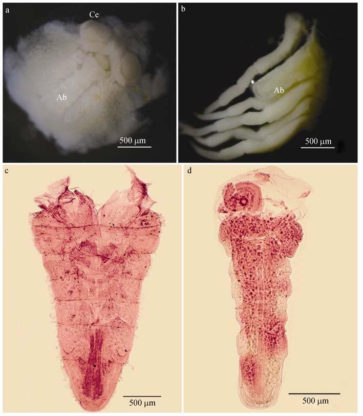 No.4 WU et al.: An extra embryonic phase in true freshwater crab S. yangtsekiense 729 Fig.3 The abdomens of the egg-juvenile crab and the egg larvae a. Imprisoned megalopa stage; b.