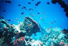 Marine Ecosystems Marine ecosystems are located mainly in coastal areas and in the open ocean.