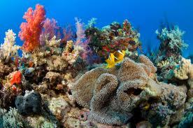 Coral Reefs Coral reefs are limestone ridges found in tropical climates and composed of coral fragments that are deposited around organic remains.