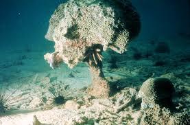 Disappearing Coral Reefs Coral reefs are productive ecosystems, but they are also very fragile.