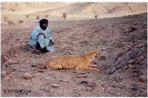 Cheetah observation
