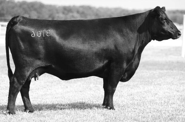 OSU Empress 1103 (Lot 5) OSU Empress 0131 This daughter of Lot 6 was the top-selling in the 2011 Cowboy Classic! 5 OSU Empress 1103 CALVED: Jan.