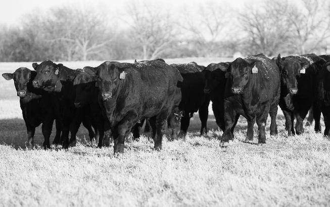 The mature cow herd is maintained at the purebred range facilities, which consist of approximately 2000 acres of native and improved grasses, located northwest of Stillwater near Lake Carl Blackwell.
