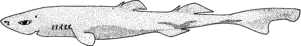 - 76 - Etmopterus gracilispinis Krefft, 1968 SQUAL Etmo 9 Etmopterus gracilispinis Krefft, 1968, Arch.Fischereiwiss., 19(1):3, figs 2, 3a, 4, 5a.