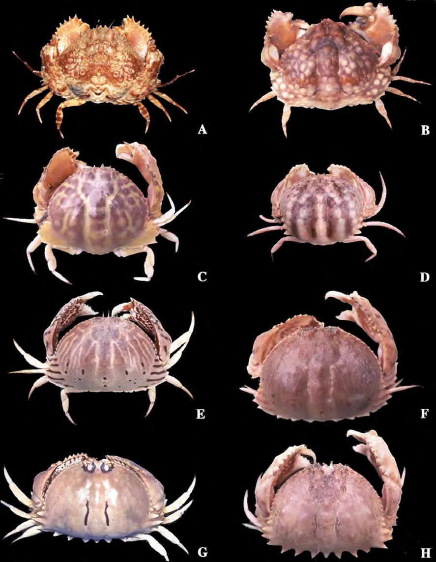 Phuket Marine Biological Center Special Publication 23(2): 341 360 (2002) 345 Figure 1 Live coloration. A, Calappa bicornis; B, C.