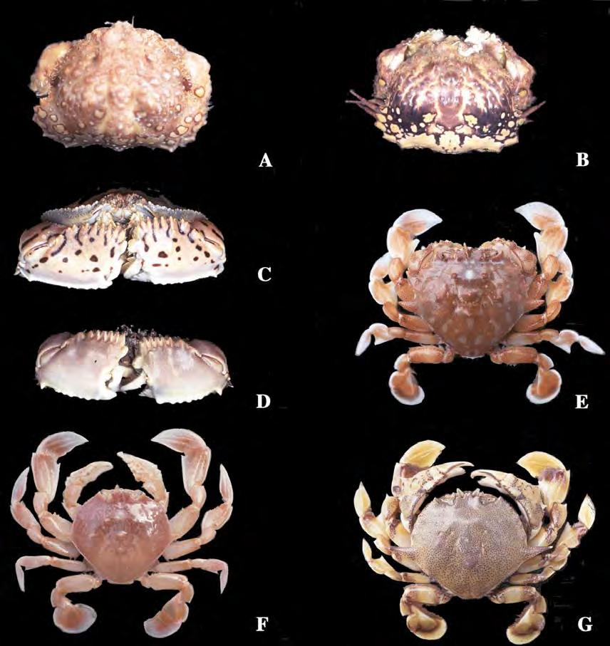 346 International Workshop on the Crustacea of the Andaman Sea This species has long been known as Calappa terraereginae Ward, 1936 (type locality Australia), and it was only recently that Galil