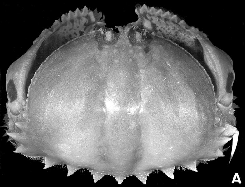 neotype male (81.4 by 56.8 mm) (ZRC 1998.67), Singapore; B, C.