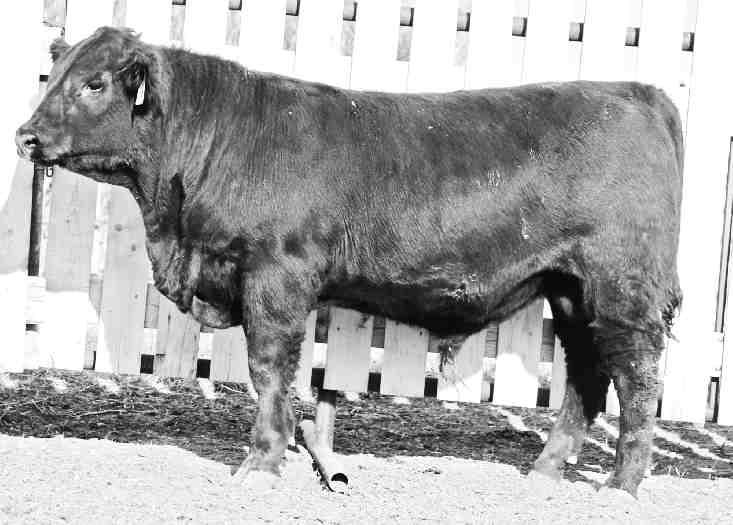 REFERENCE SIRE K C F BENNETT THEROCK A473 IMP 473A OCTOBER 08 2013 #1897808 BW: 78 LBS.