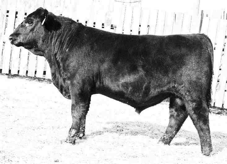 REFERENCE SIRE S A V TEN SPEED 3022 IMP 3022A FEBRUARY 17 2013 #1823029 BW: 69 LBS. ADJ 205 DAY WT: 991 LBS. ADJ 365 DAY WT: 1584 LBS.