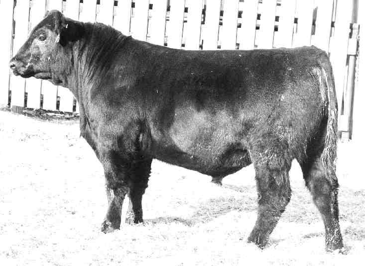 4 51 100 20 0.9 0.91 0.004 10 20 9 44 1 2 38 Heifer bull here! Ten speed sure knows how to stamp them. 75F sure is a looker with his fresh front end, immense top and shapely behind.